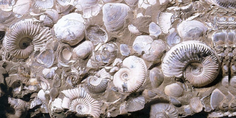 točnost datiranja fosila dating 5sos kviz